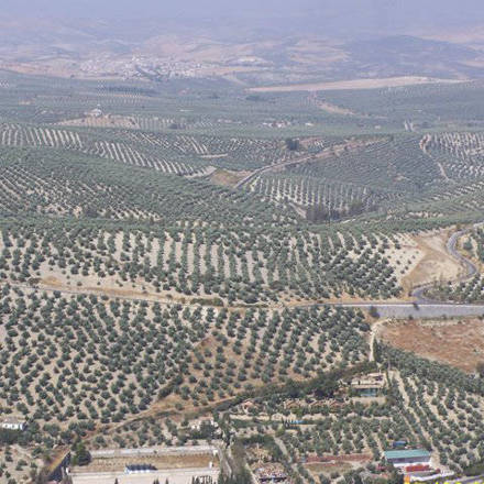 Cazorla olivo plantations / Cazorla tierra de olivos
