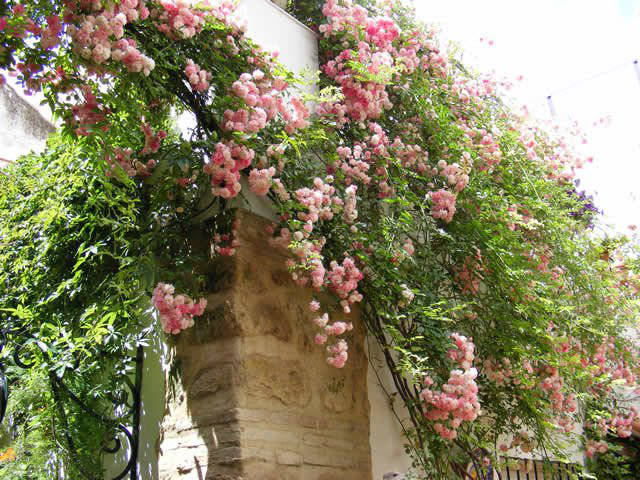 Córdoba patios / Patios de Córdoba