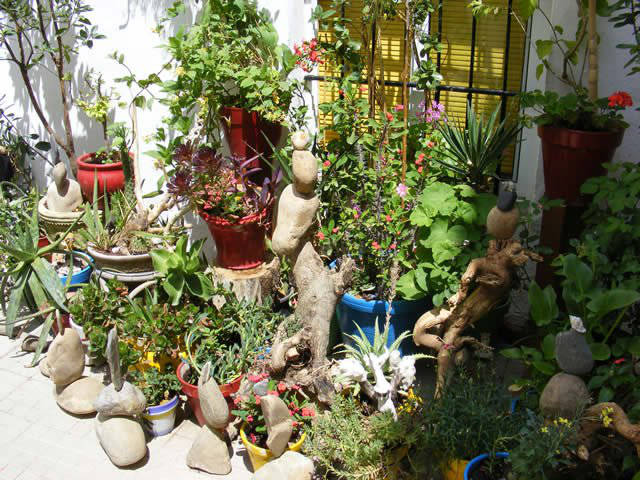 Córdoba patios / Patios de Córdoba