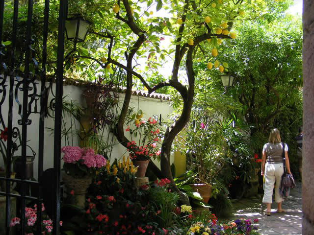 Córdoba patios / Patios de Córdoba