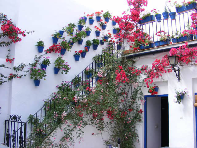 Córdoba patios / Patios de Córdoba