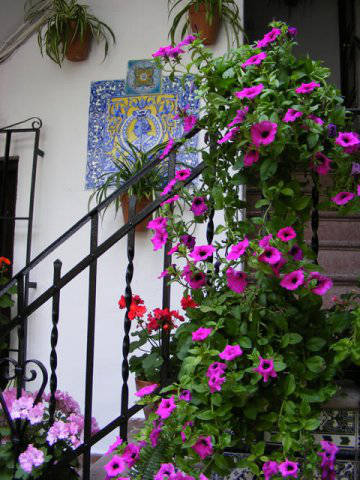 Córdoba patios / Patios de Córdoba