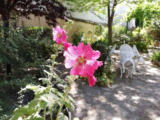 Flowers in the garden / Flores del jardín