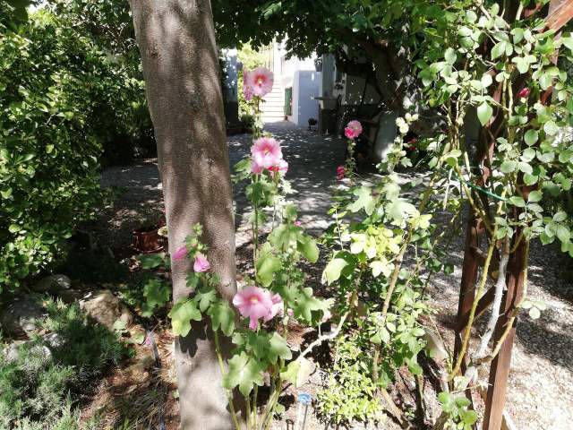 Sun and shade in the garden / Sol y sombra en el jardín