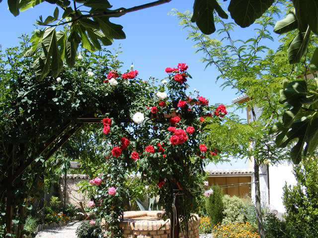 Rose arch/ Un arco cubierta de rosas