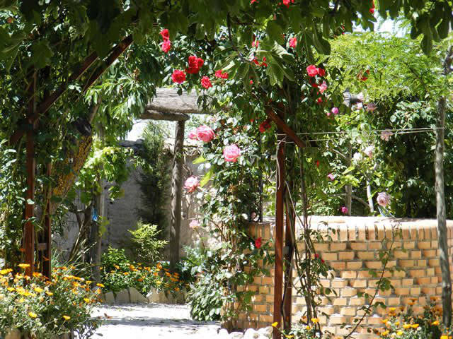 More roses / Más rosas