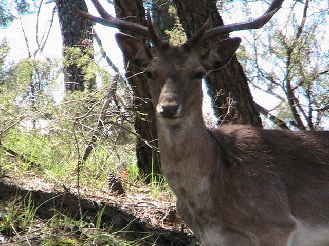 Wildlife in the mountains / Animales en las montañas