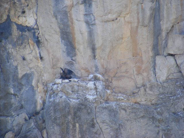 Nesting vultures / Buitres al nido