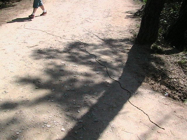 Processionary caterpillars / Orugas procesionarias