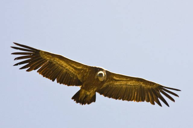 Vulture / Buitre