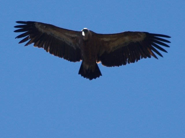 Vulture / Buitre