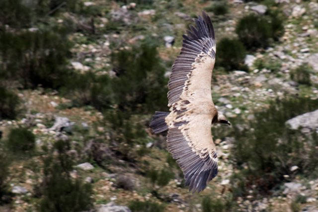 Vulture / Buitre