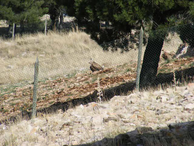 Vultures feeding / Buitres comiendo