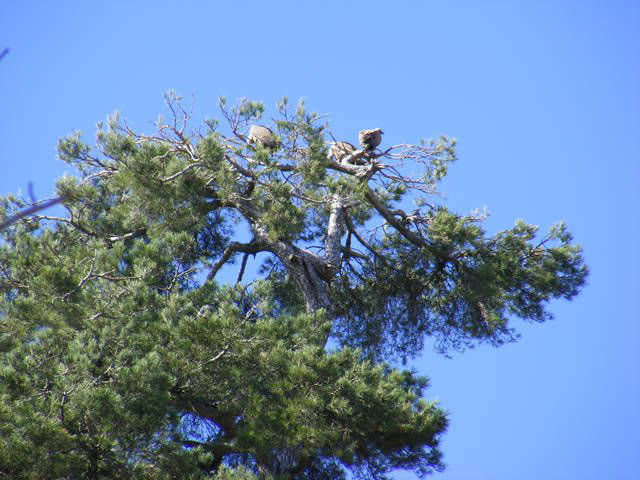 Vultures resting / Buitres descansando