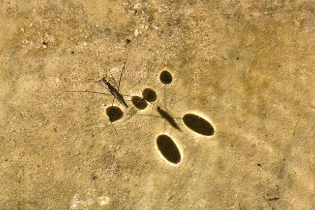 Water boatman / Barquero acuático