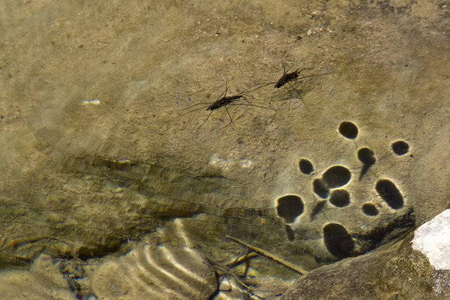 Water boatman / Barquero acuático