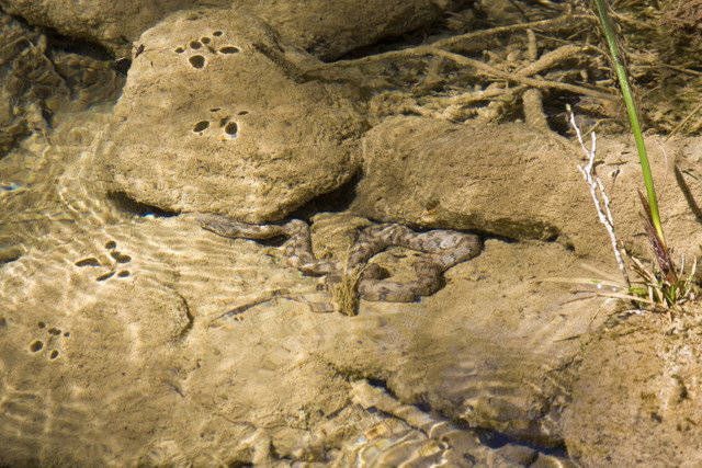 Water snake / Serpiente acuático