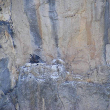Nesting vultures / Buitres al nido