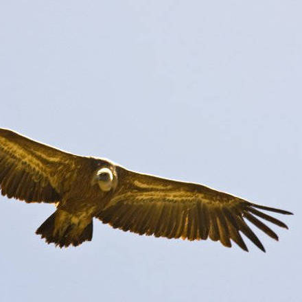 Vulture / Buitre