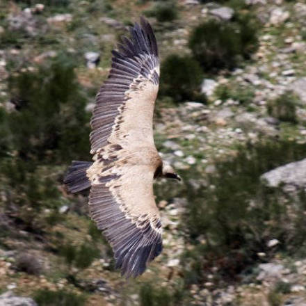 Vulture / Buitre