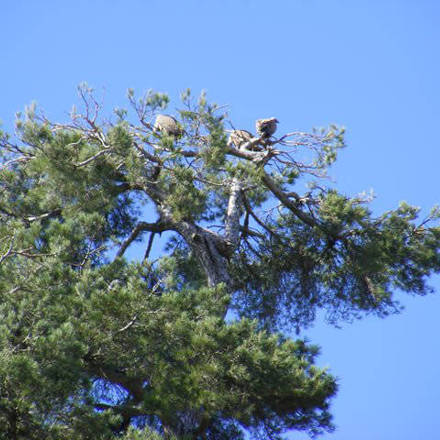 Vultures resting / Buitres descansando