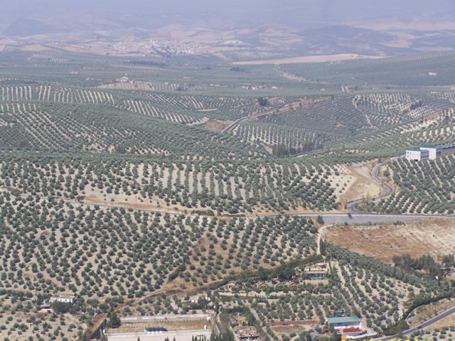 Olive trees as far as the eye can see